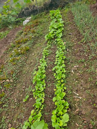 이원복님의 가을 농장 자랑해주세요🧑‍🌾 · 참여글 작성글 사진