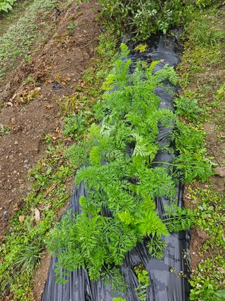 이원복님의 가을 농장 자랑해주세요🧑‍🌾 · 참여글 작성글 사진