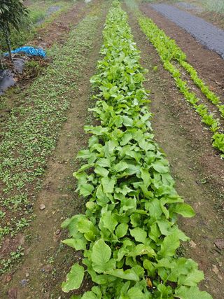 이원복님의 가을 농장 자랑해주세요🧑‍🌾 · 참여글 작성글 사진