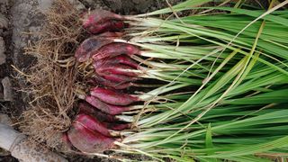 이용일님의 기타작물 · 자유게시판 작성글 사진