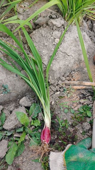 이용일님의 기타작물 · 자유게시판 작성글 사진