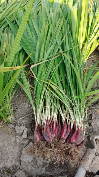 이용일님의 기타작물 · 자유게시판 작성글 사진