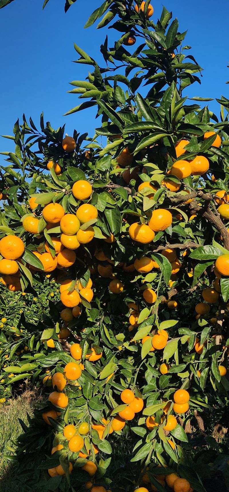 수림향(오시창)님의 장터 판매 상품 [조생감귤(수림향)] 첨부 사진