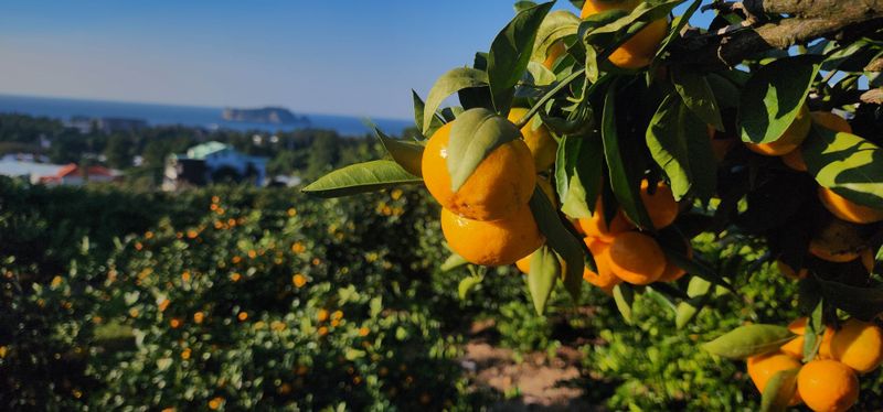 수림향(오시창)님의 장터 판매 상품 [조생감귤(수림향)] 첨부 사진
