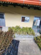 팜모닝 들깨·영농일지 게시글 이미지