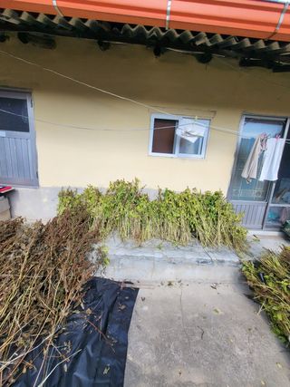 유윤주님의 들깨 · 영농일지 작성글 사진