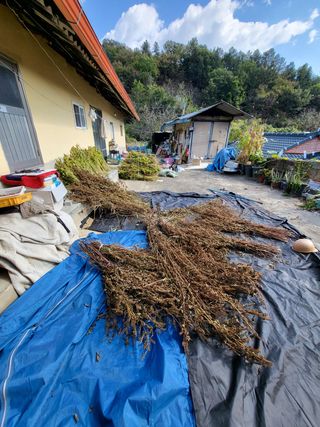 유윤주님의 들깨 · 영농일지 작성글 사진
