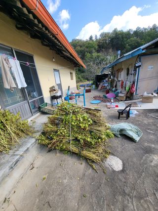 유윤주님의 들깨 · 영농일지 작성글 사진