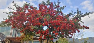 달맛햇복숭아농원님의 자유주제 · 사진전 작성글 사진