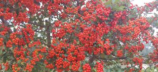 달맛햇복숭아농원님의 자유주제 · 사진전 작성글 사진