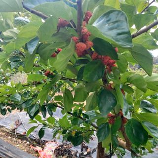 박광현님의 가을 농장 자랑해주세요🧑‍🌾 · 참여글 작성글 사진