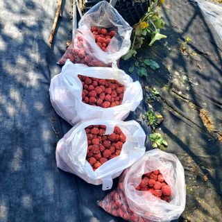 박광현님의 가을 농장 자랑해주세요🧑‍🌾 · 참여글 작성글 사진