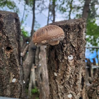 헤라여신^^♡님의 가을 농장 자랑해주세요🧑‍🌾 · 참여글 작성글 사진
