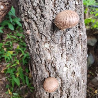 헤라여신^^♡님의 가을 농장 자랑해주세요🧑‍🌾 · 참여글 작성글 사진