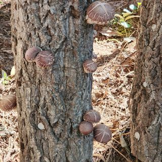헤라여신^^♡님의 가을 농장 자랑해주세요🧑‍🌾 · 참여글 작성글 사진