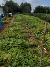 팜모닝 콩·영농일지 게시글 이미지