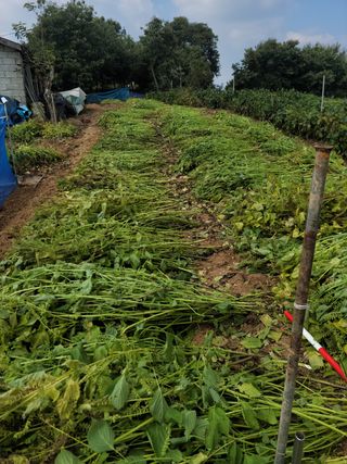 김동수님의 콩 · 영농일지 작성글 사진