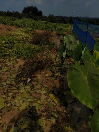 김동수님의 콩 · 영농일지 작성글 사진