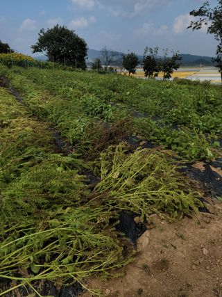 김동수님의 콩 · 영농일지 작성글 사진