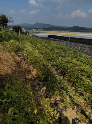 김동수님의 콩 · 영농일지 작성글 사진