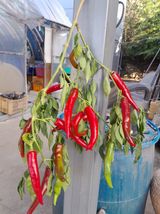 팜모닝 가을 농장 자랑해주세요🧑‍🌾·참여글 게시글 이미지