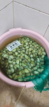 팜모닝 마늘·일상 게시글 이미지