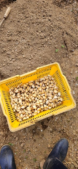 김둘점님의 마늘 · 일상 작성글 사진