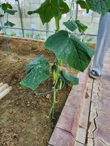 팜모닝 오이·영농일지 게시글 이미지