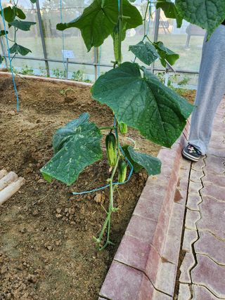 ㅅㅈㅇ님의 오이 · 영농일지 작성글 사진