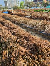 팜모닝 들깨·자유게시판 게시글 이미지