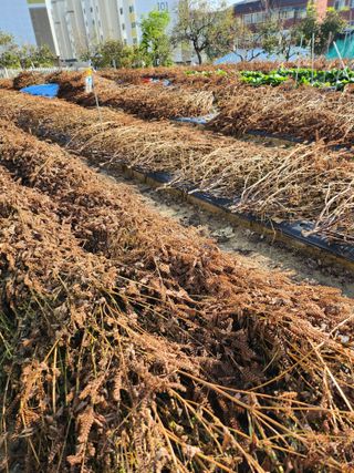 김연숙님의 들깨 · 자유게시판 작성글 사진