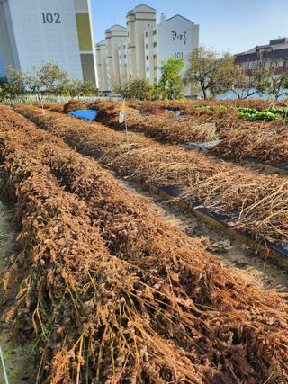 김연숙님의 들깨 · 자유게시판 작성글 사진