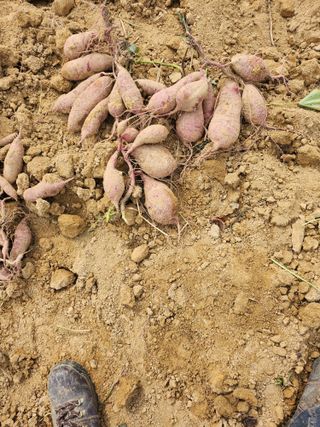 문옥규님의 가을 농장 자랑해주세요🧑‍🌾 · 참여글 작성글 사진