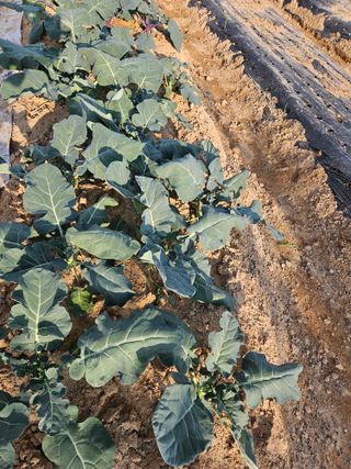 송희숙님의 가을 농장 자랑해주세요🧑‍🌾 · 참여글 작성글 사진