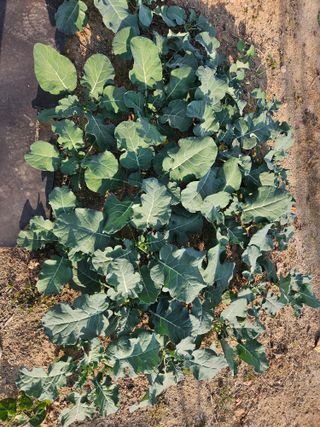 송희숙님의 가을 농장 자랑해주세요🧑‍🌾 · 참여글 작성글 사진