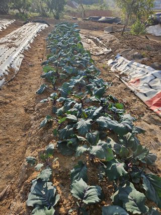 송희숙님의 가을 농장 자랑해주세요🧑‍🌾 · 참여글 작성글 사진