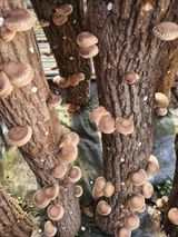 팜모닝 가을 농장 자랑해주세요🧑‍🌾·참여글 게시글 이미지