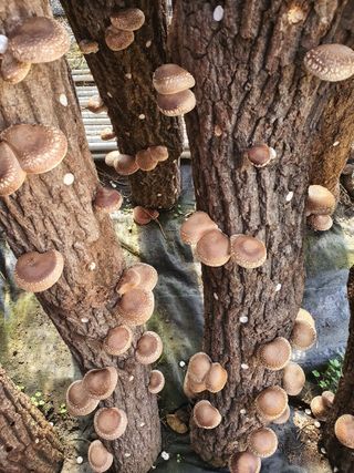 한밭농원님의 가을 농장 자랑해주세요🧑‍🌾 · 참여글 작성글 사진