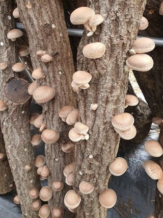 한밭농원님의 가을 농장 자랑해주세요🧑‍🌾 · 참여글 작성글 사진