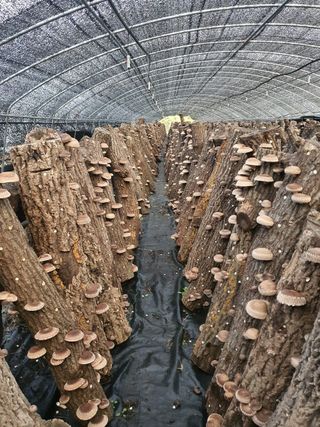 한밭농원님의 가을 농장 자랑해주세요🧑‍🌾 · 참여글 작성글 사진