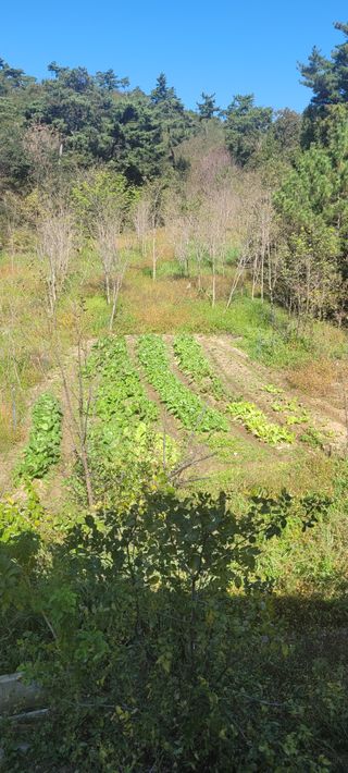 김정은님의 가을 농장 자랑해주세요🧑‍🌾 · 참여글 작성글 사진