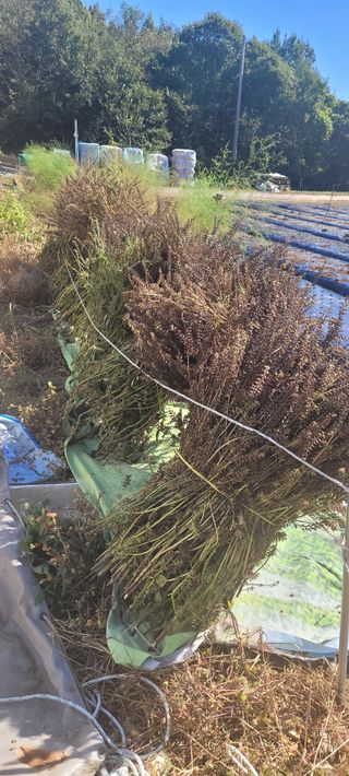 김정은님의 가을 농장 자랑해주세요🧑‍🌾 · 참여글 작성글 사진