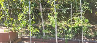 김정은님의 가을 농장 자랑해주세요🧑‍🌾 · 참여글 작성글 사진