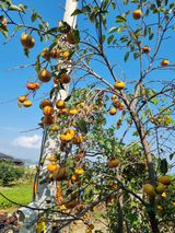 팜모닝 가을 농장 자랑해주세요🧑‍🌾·참여글 게시글 이미지