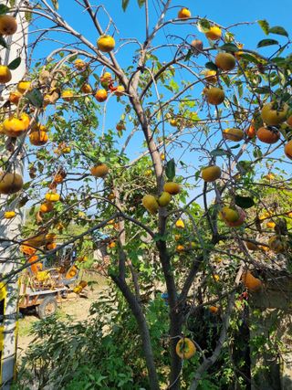 정의학님의 가을 농장 자랑해주세요🧑‍🌾 · 참여글 작성글 사진