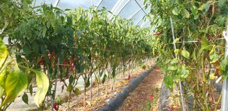 권오영님의 고추 · 영농일지 작성글 사진