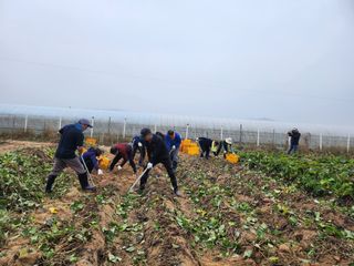 장기수님의 고구마 · 자유게시판 작성글 사진