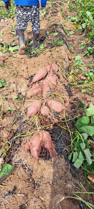 장기수님의 고구마 · 자유게시판 작성글 사진