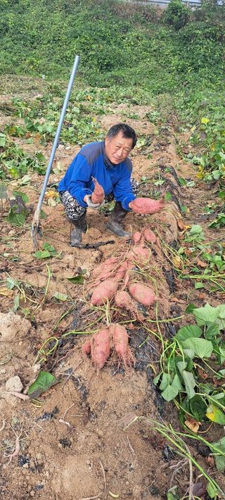 장기수님의 고구마 · 자유게시판 작성글 사진