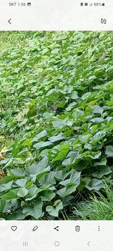 팜모닝 가을 농장 자랑해주세요🧑‍🌾·참여글 게시글 이미지